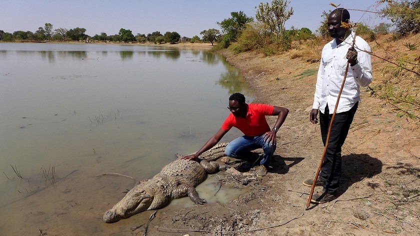 Người dân có thể sinh sống cùng cá sấu tại làng Bazoule