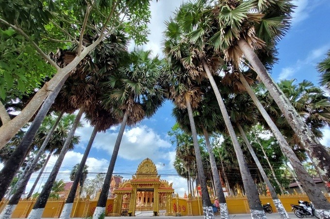 Ngôi chùa độc đáo với hàng trăm cây Thốt Nốt (Ảnh: Dân Việt)