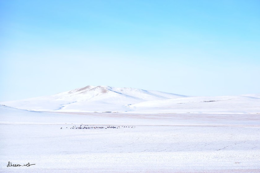 Mùa đông với tuyết bao phủ tuyệt đẹp ở Mông Cổ (Ảnh: dheera.net)