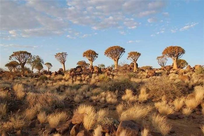 Độc lạ rừng cây lộn ngược ở Namibia 