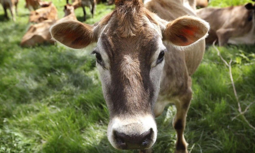 Cúm gia cầm được phát hiện trên bò sữa ở Mỹ