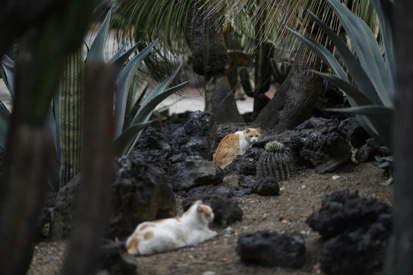 Những chú mèo đang nghỉ ngơi trong vườn tại Dinh Thổng thống.