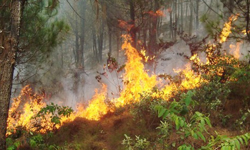 Cháy rừng dữ dội ở Khánh Sơn, Nam Đàn