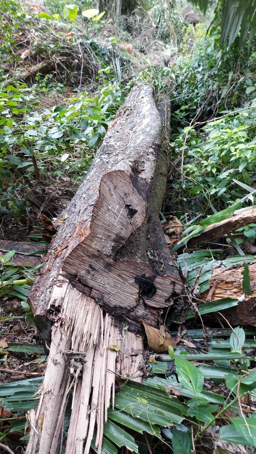 Các cây gỗ bị chặt thuộc chủng loại gỗ nhóm VIII