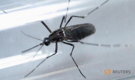 Muỗi Aedes Aegypti, tác nhân gây lây lan virus Zika được nhìn thấy trong một ống nghiệm ở Monterrey, Mexico.