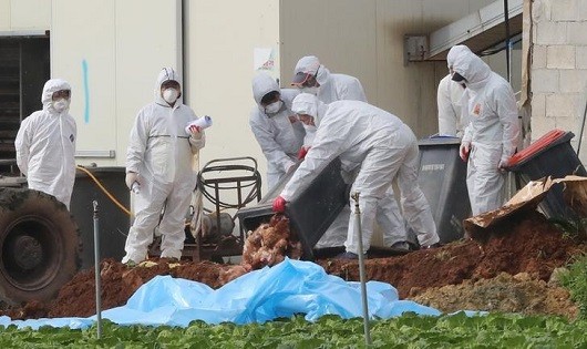 Hàn Quốc tiêu hủy gia cầm phòng chống H5N6. 