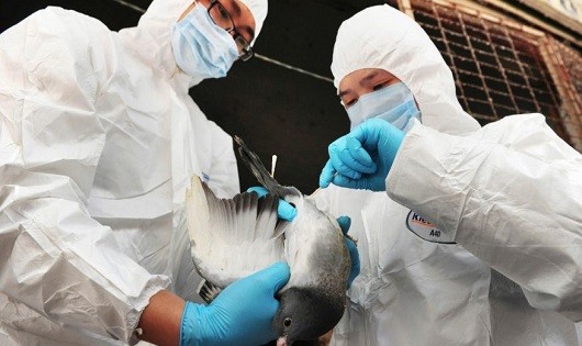 Hong Kong xác nhận trường hợp đầu tiên nhiễm H7N9