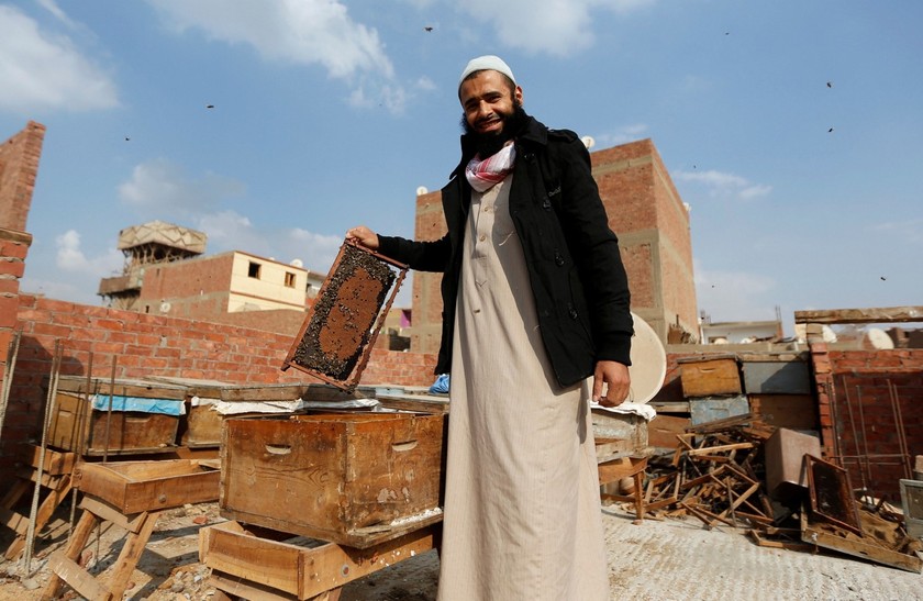 Kỳ lạ người đàn ông Ai Cập dùng nọc độc ong trị bệnh
