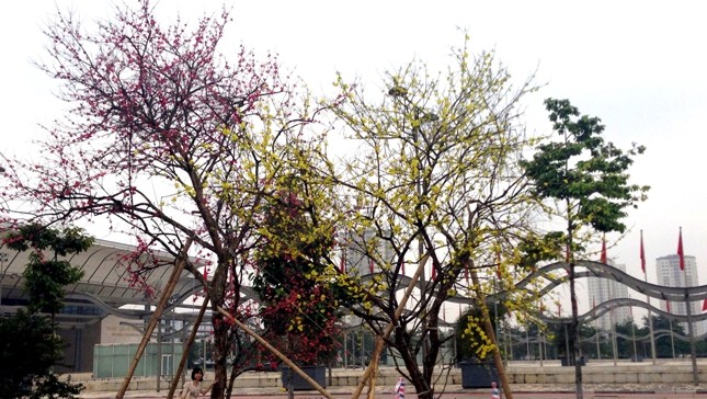 Cây hoa ghép đạt kỷ lục Guiness Việt Nam và châu Á