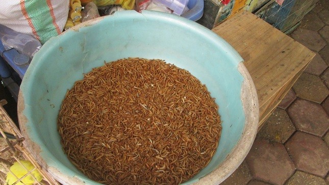 Sâu gạo được bày bán ở những cửa hàng thức ăn cho cá và chim.