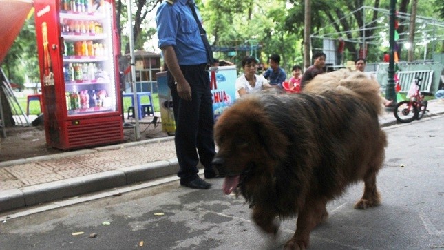 Giống chó dữ Ngao Tây Tạng “vô tư” đi dạo trước bảo vệ trong Công viên Thống Nhất.