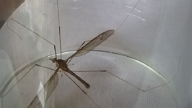 Phát hiện muỗi lạ to như chuồn chuồn ở Quảng Bình