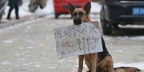 Chó mẹ đau buồn vì con đi lạc. (Nguồn: CCTV)