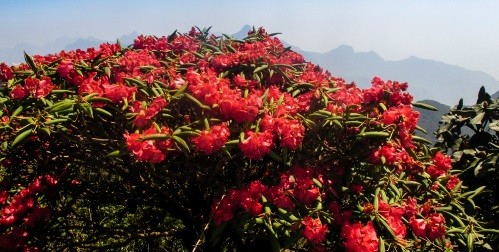 Hoa đỗ quyên đỏ. Ảnh: Nguyễn Hà Hải