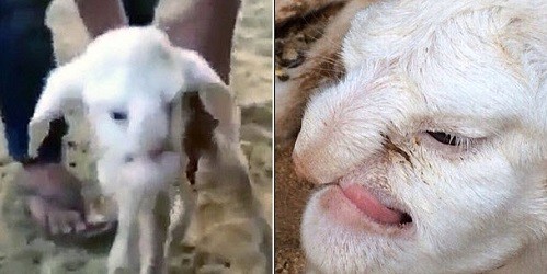 Chú cừu kỳ dị có mặt giống người ở Nga.