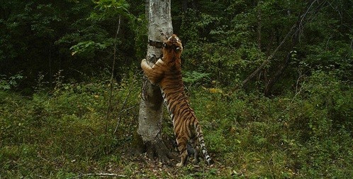 Loài hổ Siberia chỉ còn dưới 400 con. Ảnh: Alexander Batalo