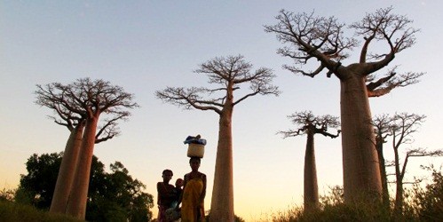 Mozambique - Bình minh trên những ngọn cây “lộn ngược“