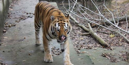 Hổ được nuôi tại khu sinh thái Trại Bò (Nghệ An). Ảnh: Hải Bình
