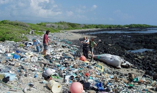 Dọc theo bờ biển là những đám rác thải