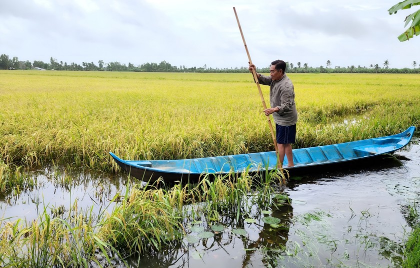 Mưa lớn kéo dài làm cho nhiều diện tích lúa của người dân trên địa bàn huyện huyện U Minh (tỉnh Cà Mau) bị ngập trong nước.