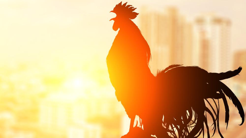 Tiếng gáy của gà trống được coi là điềm lành, báo hiệu sự chuyển vần của mặt trời, luân phiên ngày và đêm - Ảnh: Discover Magazine