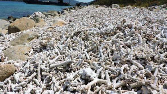 Một phần san hô chết ngay tại đảo Hòn Mun - vùng lõi của Khu bảo tồn biển Hòn Mun - bị sóng đánh dồn lên bờ - Ảnh: PHAN SÔNG NGÂN