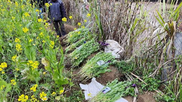 Số cây thuốc phiện được trồng xen lẫn với cây rau cải đã bị phát hiện và thu giữ tại vườn của gia đình ông Vi Văn Học. Ảnh: baohagiang