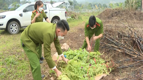 2.078 cây thuốc phiện đã thu giữ của 02 vụ việc người dân trồng cây thuốc phiện tại xã Quảng Ngần và Thượng Sơn. ảnh: hagiangtv