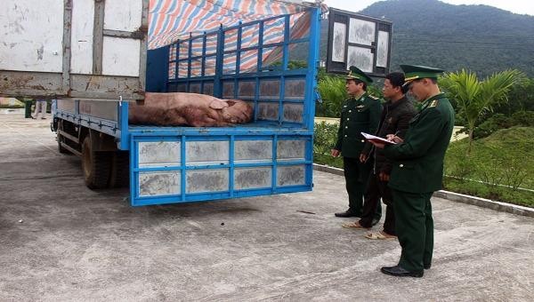 Lực lượng chức năng kiểm tra và thu giữ 1,8 tấn lợn thịt.