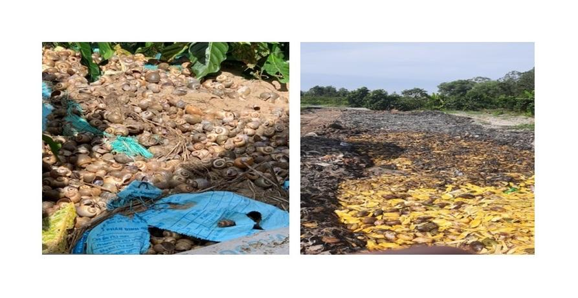 Chất thải rắn công nghiệp của Công ty TNHH GIAVIKA (trái) và Công ty TNHH Một thành viên nông sản Thanh Tuấn (phải) thải ra môi trường. Ảnh: Công an tỉnh Hậu Giang