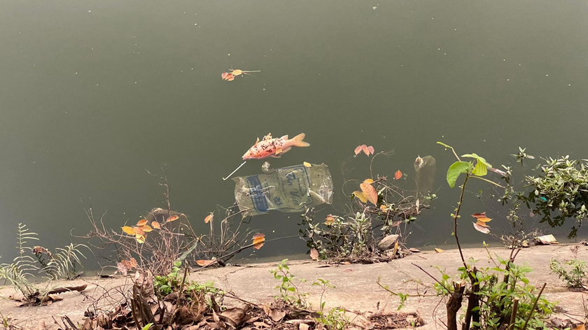 Cá chết nổi lên mặt hồ ở công viên Nghĩa Đô.