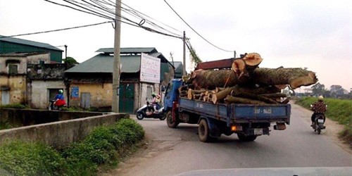 Chiếc xe tải chở gỗ vào làng Chuông. Ảnh của PV Minh Đức, báo Tiền phong chụp.