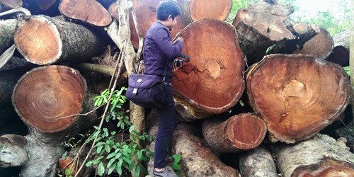 PV báo điện tử Pháp luật Việt Nam thâm nhập một trong những bãi chứa gỗ vừa bị Hà Nội chặt hạ, chiều 23/3/2015.