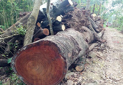 Gỗ bị chặt hạ tại bãi tập kết gỗ của Công ty TNHH Một thành viên Công viên Cây xanh Hà Nội.