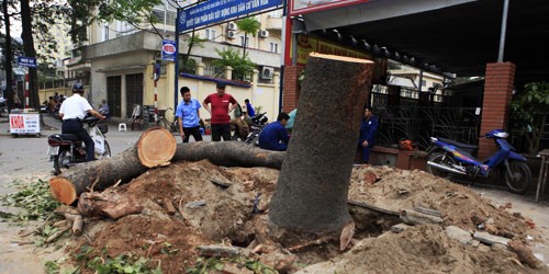 Cây xà cừ trên phố Nguyễn Chí Thanh bị chặt hạ.