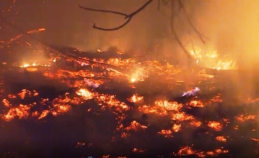 Đám cháy thiêu rụi hàng chục hecta rừng phòng hộ ven biển.