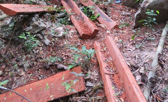 Dấu vết của bãi gỗ mun ngổn ngang giữa rừng mà “lâm tặc” đã khai thác.