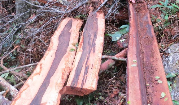 Hiện trường một điểm mà “lâm tặc” triệt hạ gỗ mun trong rừng Di sản Phong Nha. 