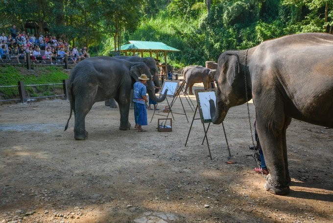 Đàn voi du lịch của Thái Lan đang bị đe dọa do Covid-19