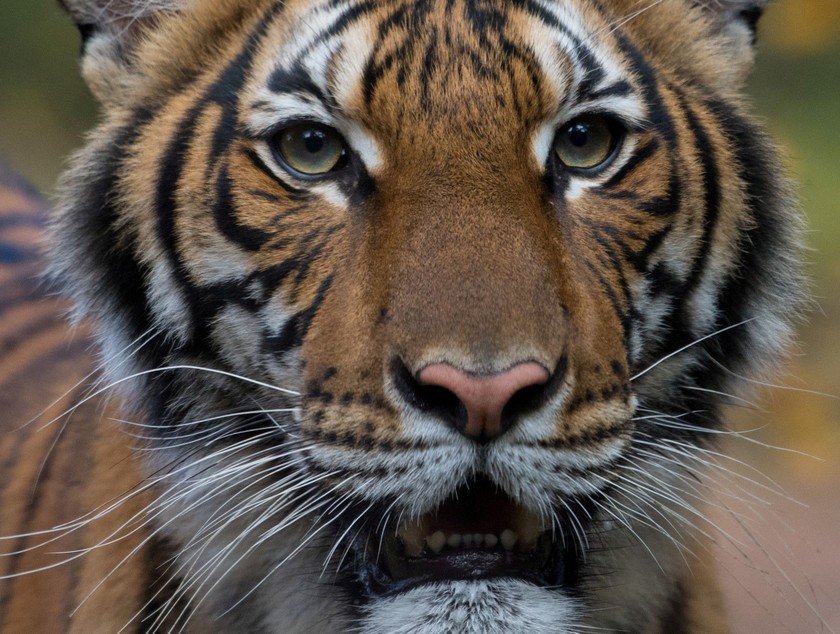 Lần đầu tiên hổ bị lây nhiễm virus corona trên thế giới. Ảnh: CNBC