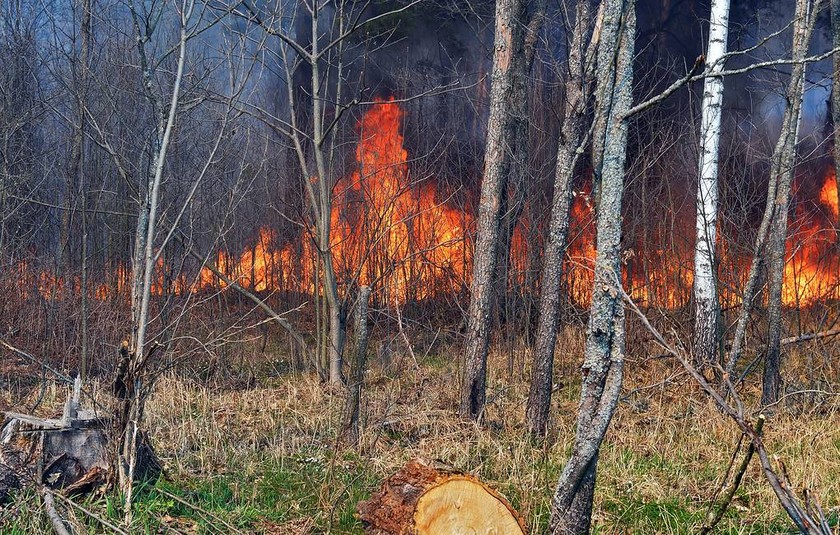 Vụ cháy rừng suốt 10 ngày qua tại Khu vực Loại trừ Chernobyl vẫn chưa thể dập tắt. Ảnh: TASS