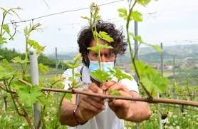 Nhân viên làm việc trong các vườn nho đang chuẩn bị thu hoạch rượu vang Barolo năm 2020 tại khu vực Langhe-Roero, Cuneo, Italy. Ảnh: Reuters