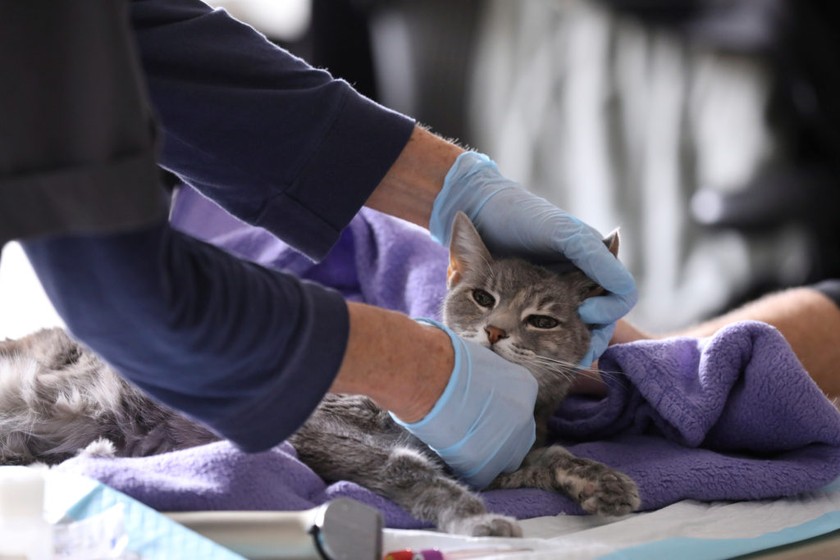 Mèo ở New York đã nhiễm virus corona. Ảnh: PBS