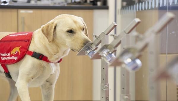 Một con chó được huấn luyện phát hiện các yếu tố bệnh tật tại sân bay. Ảnh: Medscape
