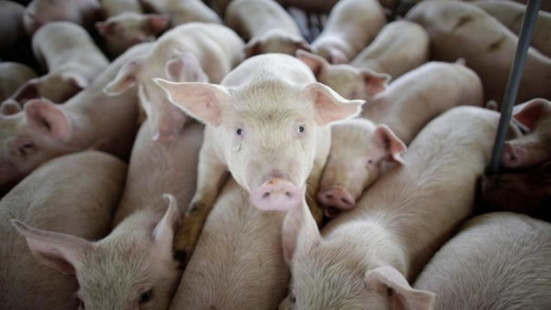 Các nhà nghiên cứu phát hiện ra một loại virus cúm lợn mới có khả năng gây ra đại dịch. Ảnh: AP