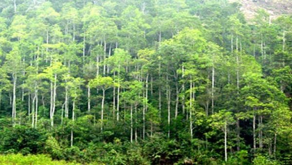 Phát triển rừng là trọng yếu để bảo vệ môi trường. Ảnh minh họa: VGP