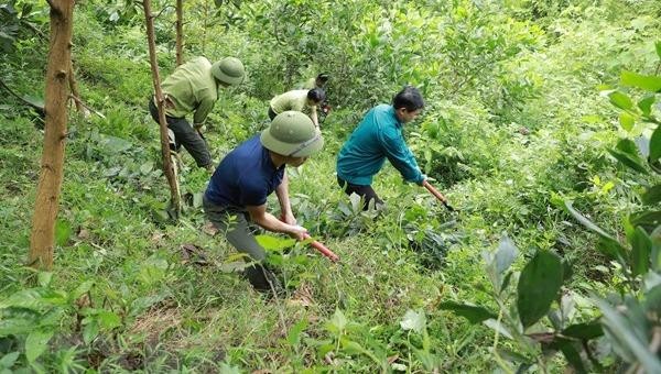 Cần hỗ trợ người dân tăng cường công tác chăm lo bảo vệ rừng sớm. Ảnh minh họa: TTXVN