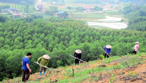 Cần kiểm soát chặt chẽ việc trồng rừng thay thế.  Ảnh minh họa: snntuyenquang.gov.vn