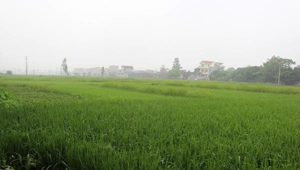Hà Nam được chuyển mục đích sử dụng 20,83 ha đất trồng lúa sang đất phi nông nghiệp.