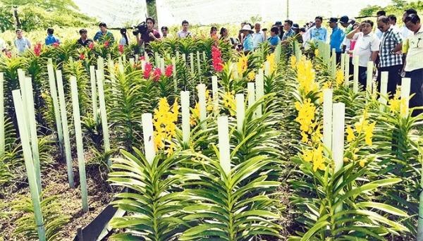 Mô hình trồng lan cắt cành cho thu nhập cao tại huyện Hóc Môn, TP HCM. Ảnh: nhandan